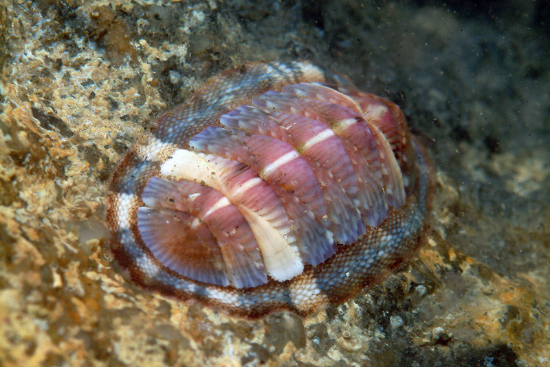 Chiton olivaceus